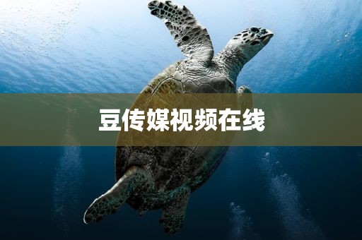 豆传媒视频在线