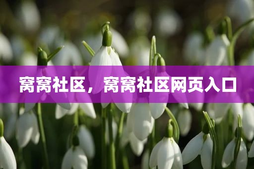 窝窝社区，窝窝社区网页入口