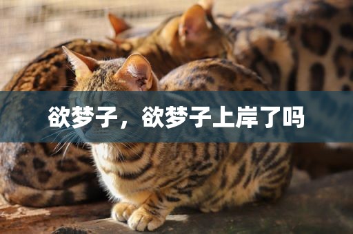 欲梦子，欲梦子上岸了吗