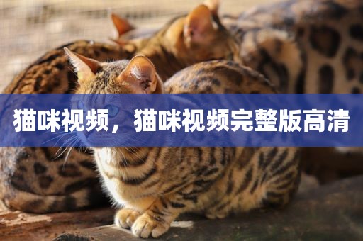 猫咪视频，猫咪视频完整版高清