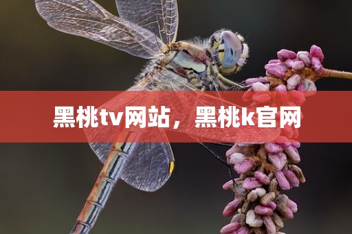 黑桃tv网站，黑桃k官网