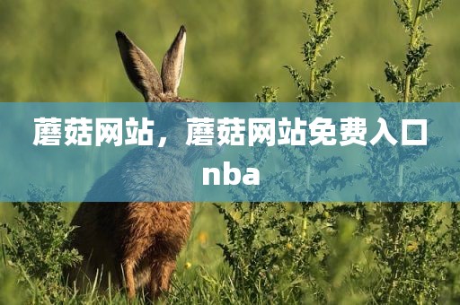 蘑菇网站，蘑菇网站免费入口nba