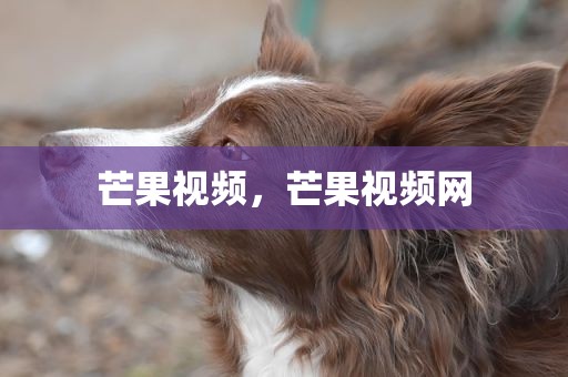 芒果视频，芒果视频网