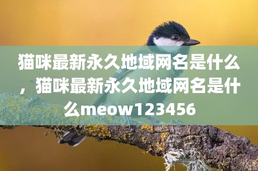 猫咪最新永久地域网名是什么，猫咪最新永久地域网名是什么meow123456