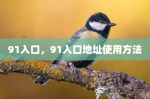 91入口，91入口地址使用方法