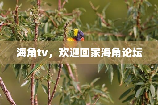 海角tv，欢迎回家海角论坛