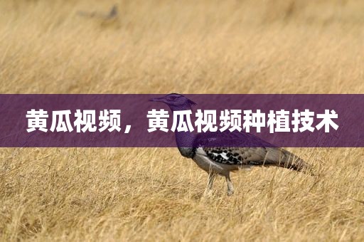 黄瓜视频，黄瓜视频种植技术