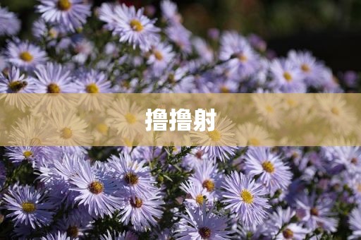 撸撸射