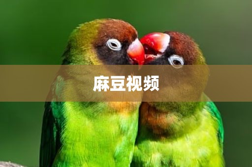 麻豆视频