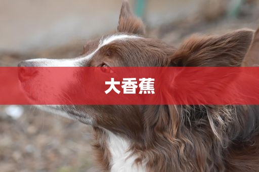 大香蕉