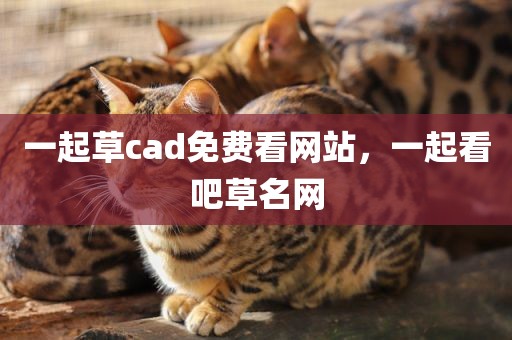 一起草cad免费看网站，一起看吧草名网