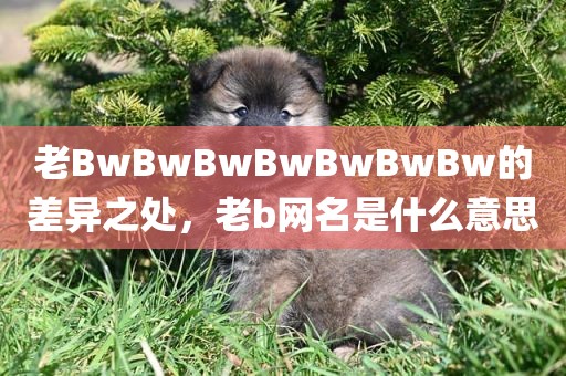 老BwBwBwBwBwBwBw的差异之处，老b网名是什么意思