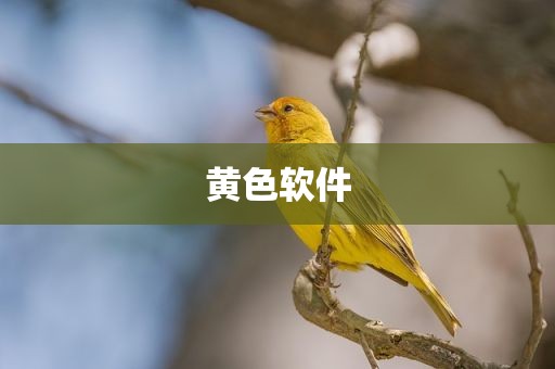 黄色软件