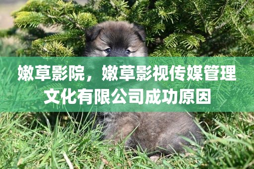 嫩草影院，嫩草影视传媒管理文化有限公司成功原因