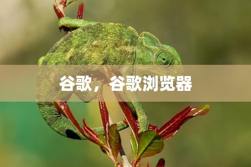 谷歌，谷歌浏览器