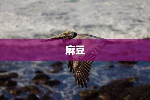 麻豆