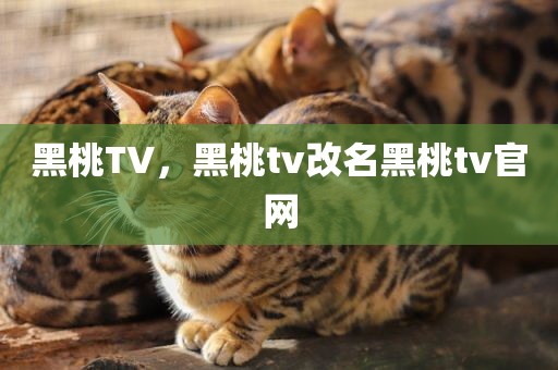 黑桃TV，黑桃tv改名黑桃tv官网