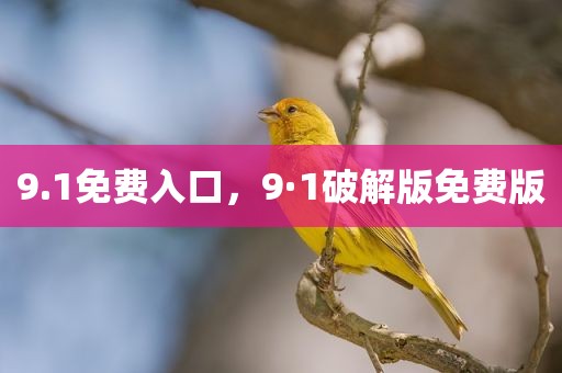 9.1免费入口，9·1破解版免费版