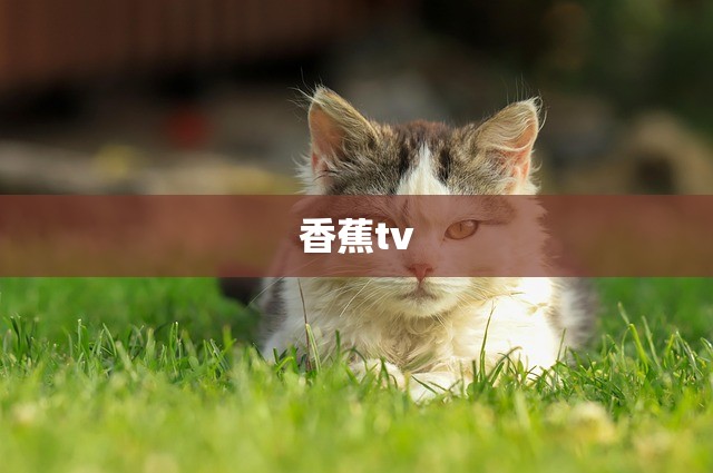 香蕉tv