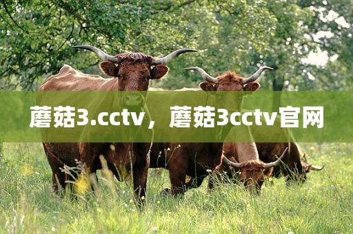 蘑菇3.cctv，蘑菇3cctv官网