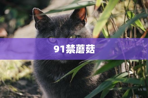 91禁蘑菇