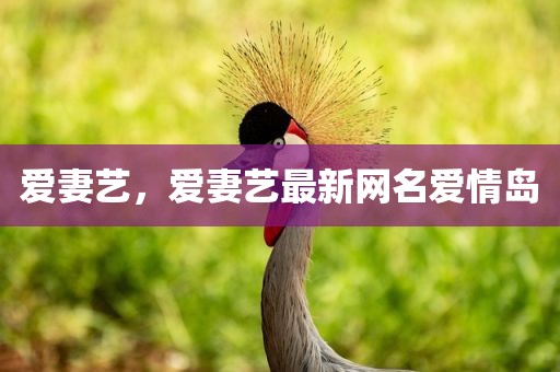 爱妻艺，爱妻艺最新网名爱情岛