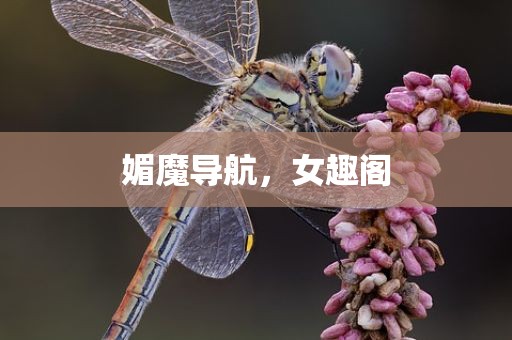 媚魔导航，女趣阁