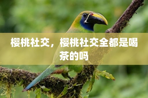 樱桃社交，樱桃社交全都是喝茶的吗
