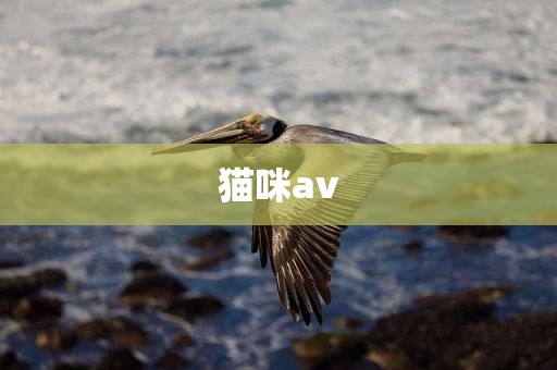 猫咪av