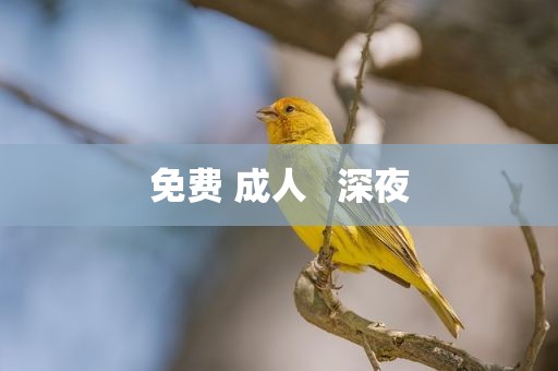 免费 成人   深夜
