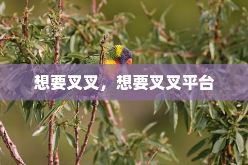 想要叉叉，想要叉叉平台