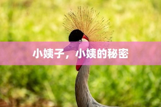小姨子，小姨的秘密