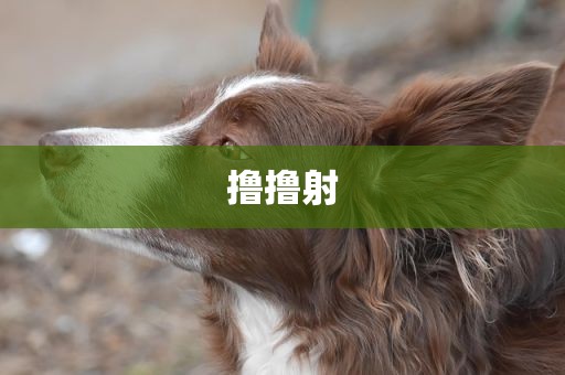撸撸射