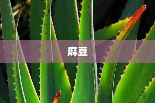 麻豆