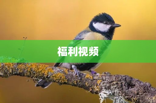 福利视频