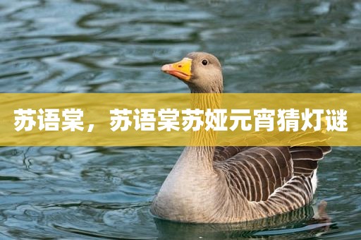 苏语棠，苏语棠苏娅元宵猜灯谜