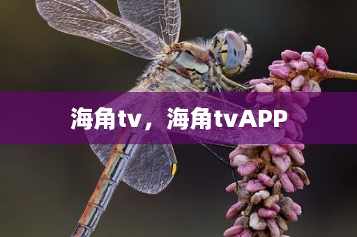 海角tv，海角tvAPP