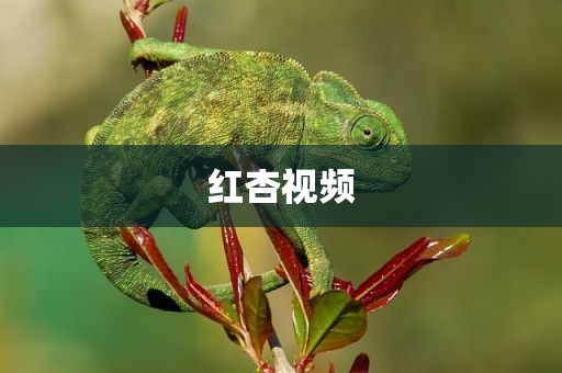 红杏视频