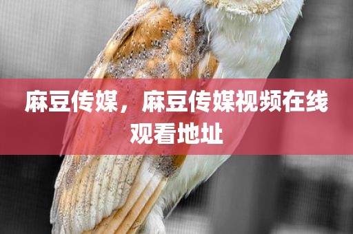 麻豆传媒，麻豆传媒视频在线观看地址