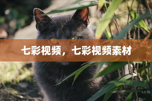 七彩视频，七彩视频素材