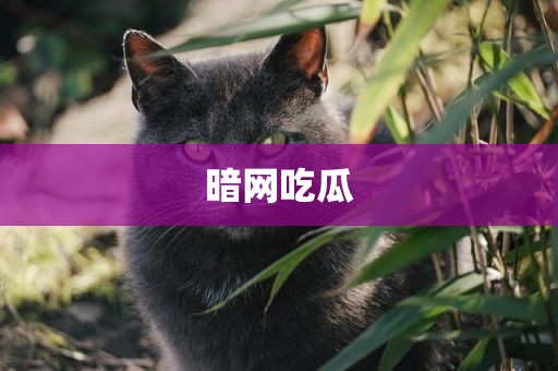 暗网吃瓜
