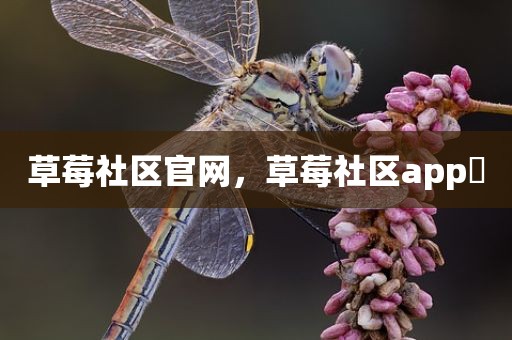草莓社区官网，草莓社区app 