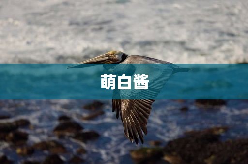萌白酱