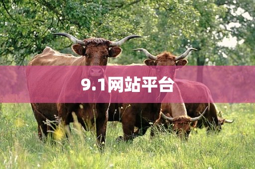 9.1网站平台