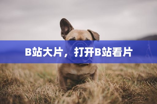 B站大片，打开B站看片