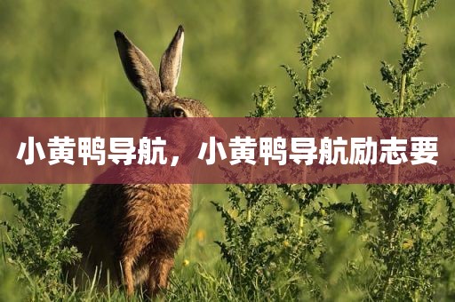 小黄鸭导航，小黄鸭导航励志要