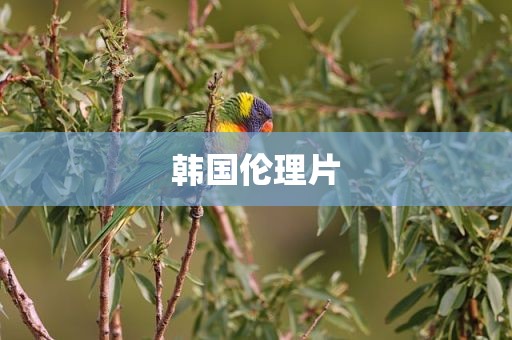 韩国伦理片