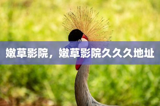 嫩草影院，嫩草影院久久久地址