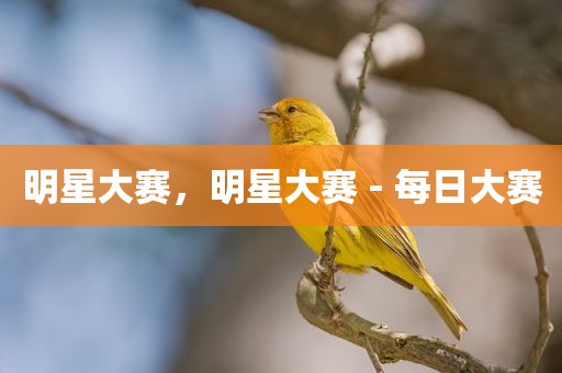 明星大赛，明星大赛 - 每日大赛