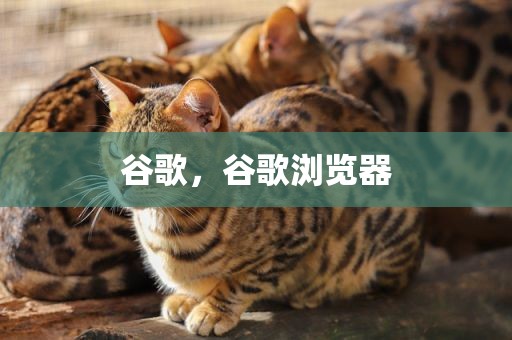 谷歌，谷歌浏览器
